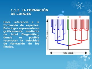 1.1.3 LA FORMACIÓN
DE LINAJES
Hace referencia a la
formación de especies.
Esto logra representarse
gráficamente mediante
un árbol filogenético,
donde es posible
reconocer la velocidad
de formación de los
linajes.
 