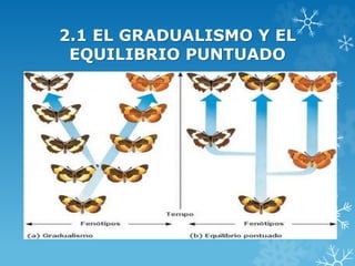 2.1 EL GRADUALISMO Y EL
EQUILIBRIO PUNTUADO
 