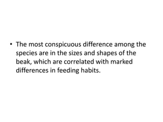 • The most conspicuous difference among the
species are in the sizes and shapes of the
beak, which are correlated with marked
differences in feeding habits.
 