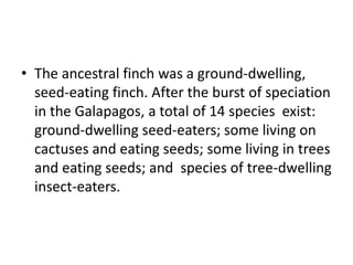 • The ancestral finch was a ground-dwelling,
seed-eating finch. After the burst of speciation
in the Galapagos, a total of 14 species exist:
ground-dwelling seed-eaters; some living on
cactuses and eating seeds; some living in trees
and eating seeds; and species of tree-dwelling
insect-eaters.
 