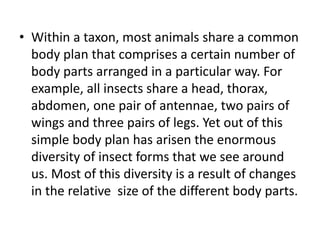 • Within a taxon, most animals share a common
body plan that comprises a certain number of
body parts arranged in a particular way. For
example, all insects share a head, thorax,
abdomen, one pair of antennae, two pairs of
wings and three pairs of legs. Yet out of this
simple body plan has arisen the enormous
diversity of insect forms that we see around
us. Most of this diversity is a result of changes
in the relative size of the different body parts.
 