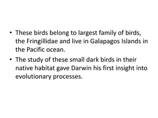 • These birds belong to largest family of birds,
the Fringillidae and live in Galapagos Islands in
the Pacific ocean.
• The study of these small dark birds in their
native habitat gave Darwin his first insight into
evolutionary processes.
 