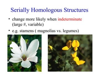 Serially Homologous Structures
• change more likely when indeterminate
(large #, variable)
• e.g. stamens ( magnolias vs. legumes)
 