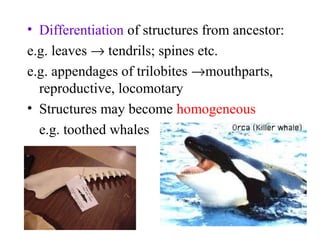 • Differentiation of structures from ancestor:
e.g. leaves → tendrils; spines etc.
e.g. appendages of trilobites →mouthparts,
reproductive, locomotary
• Structures may become homogeneous
e.g. toothed whales
 