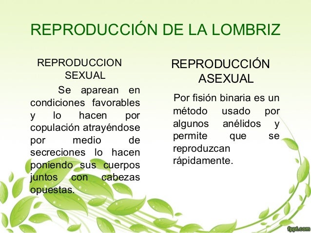Decidan el crucigrama 3 setas los parásitos