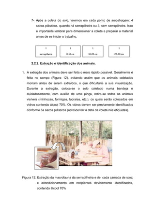 7- Após a coleta do solo, teremos em cada ponto de amostragem: 4
         sacos plásticos, quando há serrapilheira ou 3, sem serrapilheira. Isso
         é importante lembrar para dimensionar a coleta e preparar o material
         antes de se iniciar o trabalho.


                                    ~                               
             ‰” •šž 0š˜–•“‘
            — › ’ œ› ™ — ” ” ’    ‡…ƒ‚
                                 † „ €       ‡…A‰ƒ
                                               †„  ˆ€          ‡…A‰AŠ
                                                                 Ž ‹ Œ ‹


      2.2.2. Extração e identificação dos animais.

1. A extração dos animais deve ser feita o mais rápido possível. Geralmente é
   feita no campo (Figura 12), evitando assim que os animais coletados
   morram antes de serem extraídos, o que dificultaria a sua visualização.
   Durante a extração, coloca-se o solo coletado numa bandeja e
   cuidadosamente, com auxílio de uma pinça, retira-se todos os animais
   visíveis (minhocas, formigas, lacraias, etc.), os quais serão colocados em
   vidros contendo álcool 70%. Os vidros devem ser previamente identificados
   conforme os sacos plásticos (acrescentar a data da coleta nas etiquetas).




Figura 12. Extração da macrofauna da serrapilheira e de cada camada de solo;
          e acondicionamento em recipientes devidamente identificados,
          contendo álcool 70%
 