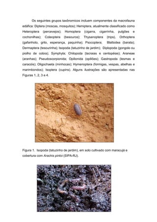Os seguintes grupos taxônomicos incluem componentes da macrofauna
edáfica: Diptera (moscas, mosquitos); Hemiptera, atualmente classificado como
Heteroptera     (percevejos);   Homoptera     (cigarra,   cigarrinha,     pulgões   e
cochonilhas);    Coleoptera     (besouros);   Thysanoptera     (trips),   Orthoptera
(gafanhoto, grilo, esperança, paquinha); Psocoptera;           Blattodea (barata);
Dermaptera (tesourinha); Isopoda (tatuzinho de jardim); Diplopoda (gongolo ou
piolho de cobra); Symphyla; Chilopoda (lacraias e centopéias); Araneae
(aranhas); Pseudoscorpionida; Opilionida (opiliões); Gastropoda (lesmas e
caracóis); Oligochaeta (minhocas); Hymenoptera (formigas, vespas, abelhas e
marimbondos); Isoptera (cupins). Alguns ilustrações são apresentadas nas
Figuras 1, 2, 3 e 4.




Figura 1. Isopoda (tatuzinho de jardim), em solo cultivado com maracujá e
cobertura com Arachis pintoi (SIPA-RJ).
 