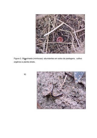 Figura 2. Oligochaeta (minhocas): abundantes em solos de pastagens, cultivo
             ¡ ¢ 
orgânico e plantio direto.




            ¤ ¥£
 