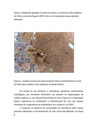 Figura 3. Diplopoda (gongolo ou piolho-de-cobra), em área de cultivo orgânico
de milho e pomar de figueira (SIPA, RJ); a e b representam duas espécies
diferentes.




Figura 4. Isoptera (cupins) em área de plantio direto se alimentando do caule
do milho após colheita. (Foto cedida por Amarildo Pasini).


      Em função do seu tamanho, a macrofauna, apresenta características
morfológicas que favorecem fortemente sua atuação na fragmentação da
matéria orgânica, e nas características físicas do solo (Figura 5). A capacidade
desses organismos de modificarem o ambiente-solo fez com que fossem
chamados de “engenheiros do ecossistema” por Lavelle et. al (1997).
      A mudança na estrutura da comunidade da macrofauna pode indicar
possíveis diferenças no funcionamento do solo como exemplificado na Figura
6.
 