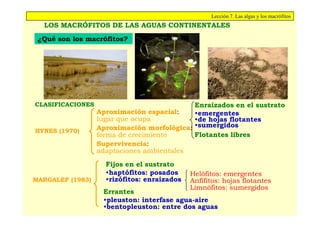 Lección 7. Las algas y los macrófitos
  LOS MACRÓFITOS DE LAS AGUAS CONTINENTALES

 ¿Qué son los macrófitos?




CLASIFICACIONES                             Enraizados en el sustrato
                  Aproximación espacial:    •emergentes
                  lugar que ocupa           •de hojas flotantes
HYNES (1970)      Aproximación morfológica: •sumergidos
                  forma de crecimiento      Flotantes libres
                  Supervivencia:
                  adaptaciones ambientales
                    Fijos en el sustrato
                    •haptófitos: posados     Helófitos: emergentes
MARGALEF (1983)     •rizófitos: enraizados   Anfífitos: hojas flotantes
                                             Limnófitos: sumergidos
                   Errantes
                   •pleuston: interfase agua-aire
                   •bentopleuston: entre dos aguas
 