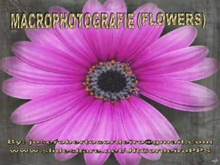 MACROPHOTOGRAFIE (FLOWERS) By: joserobertocordeiro@gmail.com www.slideshare.net/JRCordeiroPPS 