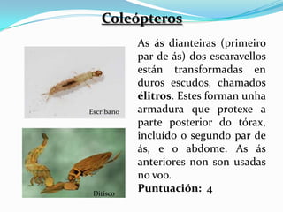 Coleópteros
            As ás dianteiras (primeiro
            par de ás) dos escaravellos
            están transformadas en
            duros escudos, chamados
            élitros. Estes forman unha
Escribano   armadura que protexe a
            parte posterior do tórax,
            incluído o segundo par de
            ás, e o abdome. As ás
            anteriores non son usadas
            no voo.
 Ditisco
            Puntuación: 4
 