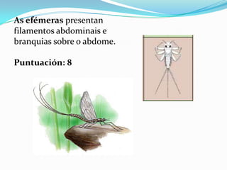 As efémeras presentan
filamentos abdominais e
branquias sobre o abdome.

Puntuación: 8
 