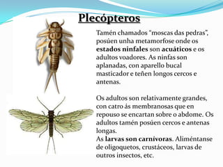 Plecópteros
       Tamén chamados “moscas das pedras”,
       posúen unha metamorfose onde os
       estados ninfales son acuáticos e os
       adultos voadores. As ninfas son
       aplanadas, con aparello bucal
       masticador e teñen longos cercos e
       antenas.

       Os adultos son relativamente grandes,
       con catro ás membranosas que en
P      repouso se encartan sobre o abdome. Os
       adultos tamén posúen cercos e antenas
       longas.
       As larvas son carnívoras. Aliméntanse
       de oligoquetos, crustáceos, larvas de
       outros insectos, etc.
 