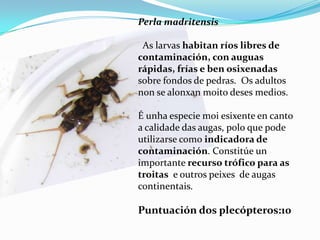 Perla madritensis

 As larvas habitan ríos libres de
contaminación, con auguas
rápidas, frías e ben osixenadas
sobre fondos de pedras. Os adultos
non se alonxan moito deses medios.

É unha especie moi esixente en canto
a calidade das augas, polo que pode
utilizarse como indicadora de
contaminación. Constitúe un
importante recurso trófico para as
troitas e outros peixes de augas
continentais.

Puntuación dos plecópteros:10
 