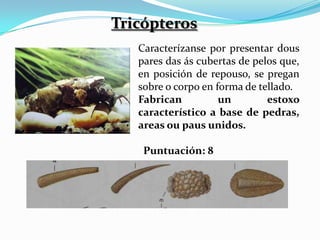 Tricópteros
   Caracterízanse por presentar dous
   pares das ás cubertas de pelos que,
   en posición de repouso, se pregan
   sobre o corpo en forma de tellado.
   Fabrican          un        estoxo
   característico a base de pedras,
   areas ou paus unidos.

    Puntuación: 8
 