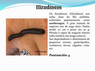 Hirudíneos
            Os hirudíneos (Hirudinea) son
            unha clase do filo anélidos,
            coñecidos popularmente como
            sambesugas. A gran maioría de
            especies son de auga doce. Poden
            medir 20 cm e pesar ata 30 g.
            Hirudo é capaz de tragarse enteira
            unha lombriz tan longa como el.
            Son depredadores e aliméntanse de
            pequenos vermes, gasterópodos,
            crustáceos, larvas, cágados, crías,
            etc.
Sambesuga
            Puntuación: 4
 