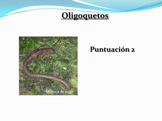 Oligoquetos



                 Puntuación 2




Miñoca de auga
 