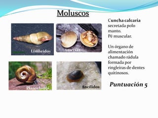 Moluscos
                                     Cuncha calcaria
                                     secretada polo
                                     manto.
                                     Pé muscular.

                                     Un órgano de
  Limneídos    Ameixas
                                     alimentación
                                     chamado rádula
                                     formada por
                                     ringleiras de dentes
                                     quitinosos.


Planórbidos              Ancílidos   Puntuación 5
 