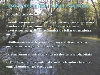 PASOS A SEGUIR PARA TOMAR AS MOSTRAS

1-Localización do noso tramo.

2-Analizaremos os microhábitat que atopemos no tramo.
Fondos rochosos, areosos ou fangosos, raíces e
vexetación mergullada, acúmulos de follas ou madeira
morta.

3-Colleremos a rede e as bandexas e visitaremos un
punto concreto para cada microhábitat .

4-Tomaremos mostras en cada un destes microhábitats

5- Envorcaremos o contino da rede na bandexa branca e
engadiremos un pouco de auga
 