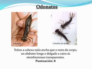 Odonatos




Libélula                    Cabaliño do demo


Teñen a cabeza máis ancha que o resto do corpo,
    un abdome longo e delgado e catro ás
         membranosas transparentes.
               Puntuación: 8
 