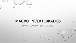 MACRO INVERTEBRADOS
MARIA ALEJANDRA MEJIA MANJARRES
 