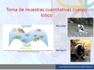 Toma de Muestras hidrobiológicas macroinvertebrados acuáticos | PPTX