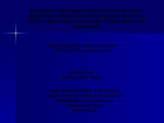 MACROINVERTEBRADOS BENTONICOS COMO BIOINDICADORES DE CONTAMINACION EN LA CUENCA BAJA DEL CANAL DEL DIQUE, BOLIVAR- COLOMBIA ARIZA PAREJA FELIX ANTONIO VIANA TAPIA JAIME LUIS UNIVERSIDAD DEL ATLANTICO FACULTAD DE CIENCIAS BÁSICAS PROGRAMA DE BIOLOGIA BARRANQUILLA MAYO 2007 DIRECTOR IVÁN LEÓN  LUNA 