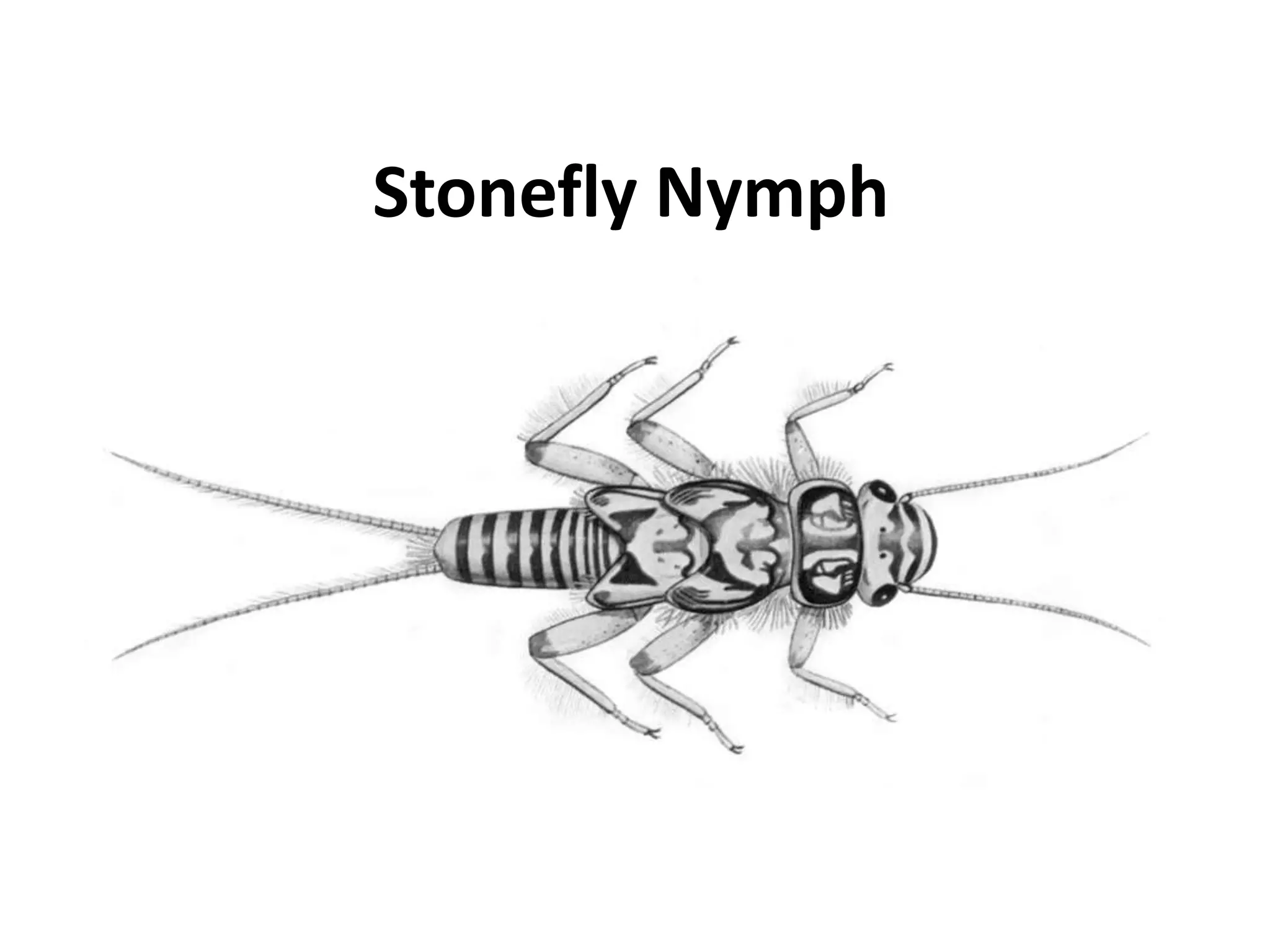 Macroinvertebrate cards with names | PPTX