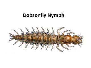 Dobsonfly Nymph  