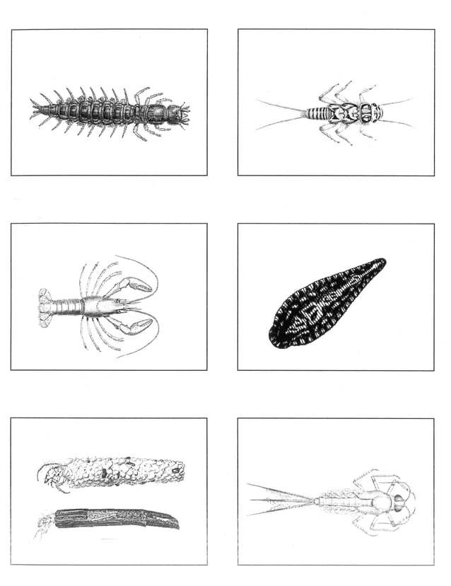 Macroinvertebrate Cards With No Names