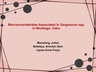 Macroinvertebrates Associated in  Sargassum  spp.    in Maribago, Cebu Manolong, Julius Balatayo, Annelyn Gem Jayme Anna Freya 