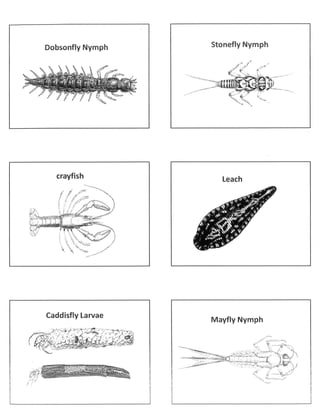 Macroinvertebrates cards with names