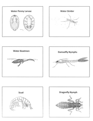 Macroinvertebrates cards with names | PDF