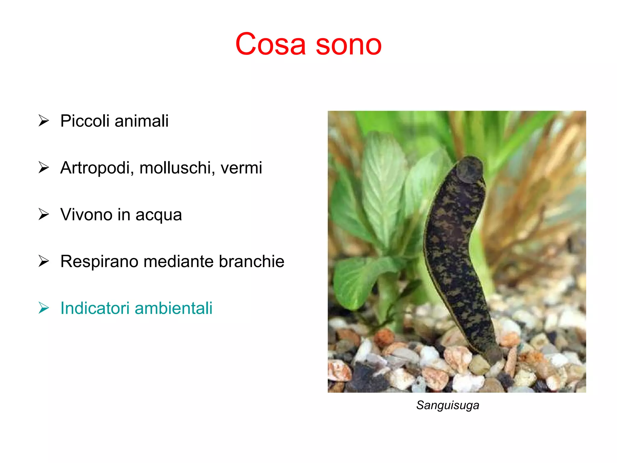 macroinvertebrati-acquatici-ppt-fish-and-aquariums-pets