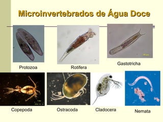 Rotifera
Copepoda Ostracoda Cladocera Nemata
Microinvertebrados de Água DoceMicroinvertebrados de Água Doce
Gastotricha
Protozoa
 