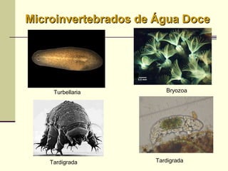 Turbellaria Bryozoa
Tardigrada Tardigrada
Microinvertebrados de Água DoceMicroinvertebrados de Água Doce
 