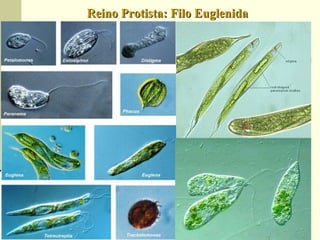 Reino Protista: Filo EuglenidaReino Protista: Filo Euglenida
 
