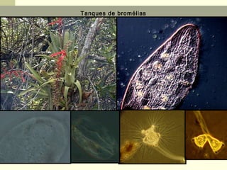 Tanques de bromélias
 