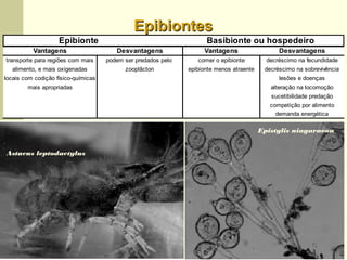 EpibiontesEpibiontes
Epibionte Basibionte ou hospedeiro
Vantagens Desvantagens Vantagens Desvantagens
transporte para regiões com mais podem ser predados pelo comer o epibionte decréscimo na fecundidade
alimento, e mais oxigenadas zooplâcton epibionte menos atraente decréscimo na sobrevivência
locais com codição físico-químicas lesões e doenças
mais apropriadas alteração na locomoção
sucetibilidade predação
competição por alimento
demanda energética
Epistylis niagaraeon
Astacus leptodactylus
 