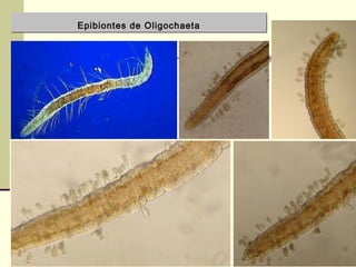 Epibiontes de OligochaetaEpibiontes de Oligochaeta
 