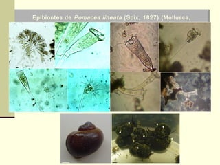 Epibiontes de Pomacea lineata (Spix, 1827) (Mollusca,
Gastropoda)
Epibiontes de Pomacea lineata (Spix, 1827) (Mollusca,
Gastropoda)
 