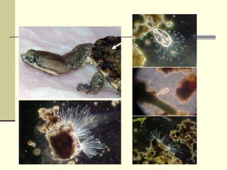 Epibiontes de Hydromedusa
 
