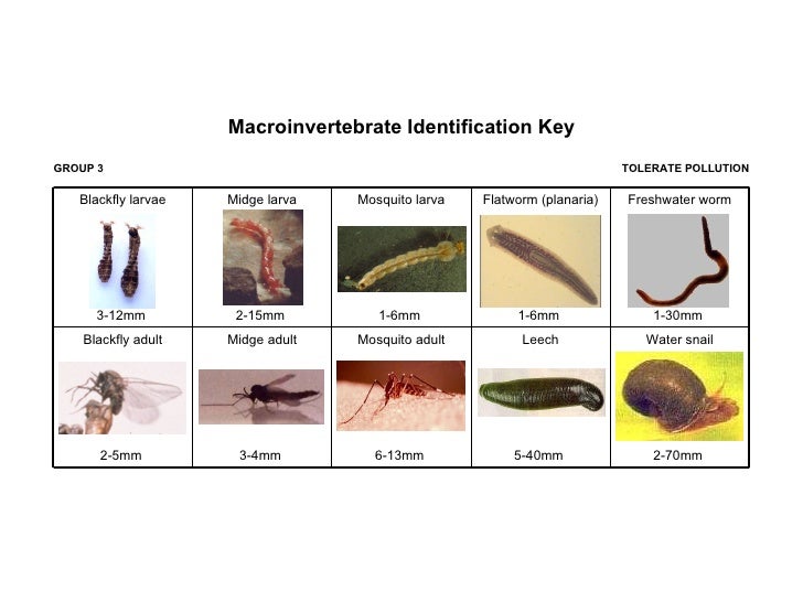 Macroinvertebrates (EEE)
