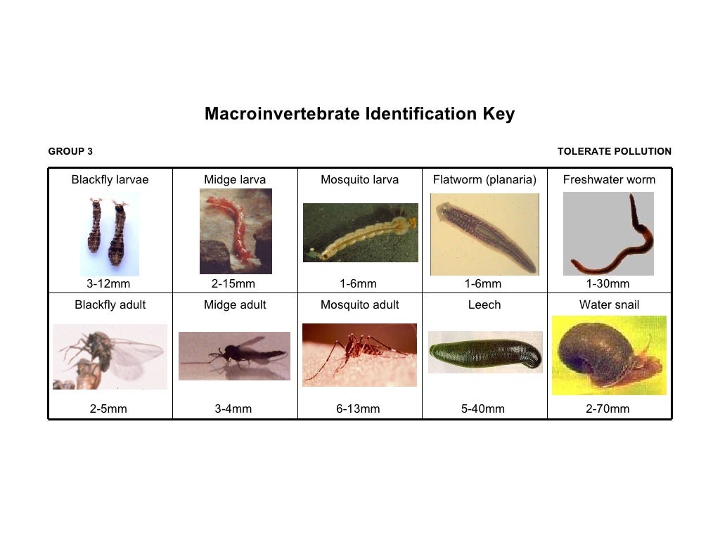 Macroinvertebrates (EEE)