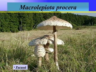 Macrolepiota procera ,[object Object]