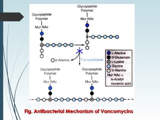 Fig. Antibacterial MechanismFig. Antibacterial Mechanism of Vancomycinsof Vancomycins
 