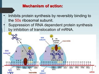 Mechanism of action:Mechanism of action:
macrolidemacrolidesubunitsubunit
• Inhibits protein synthesis by reversibly binding to
the 50s ribosomal subunit.
• Suppression of RNA dependent protein synthesis
by inhibition of translocation of mRNA.
 