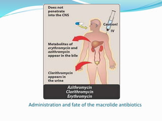 Administration and fate of the macrolide antibiotics
 