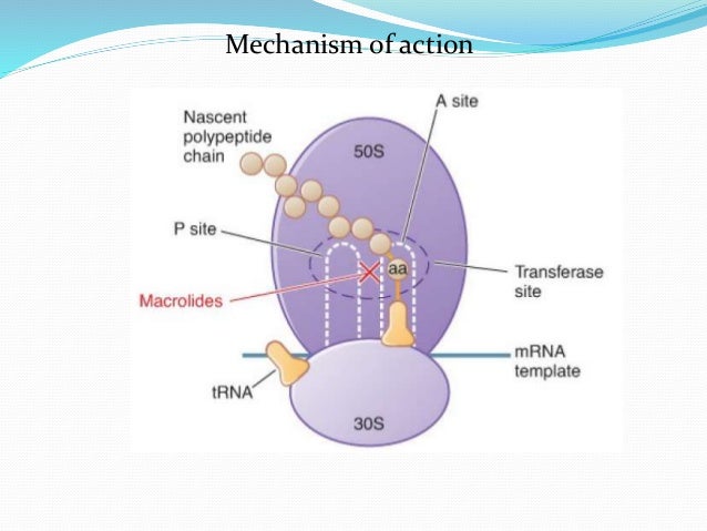 Macrolides Macrolides